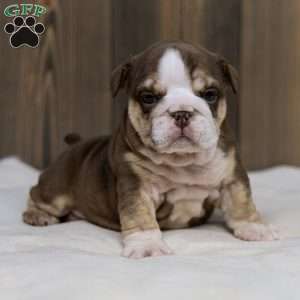 Marina Mocha, English Bulldog Puppy